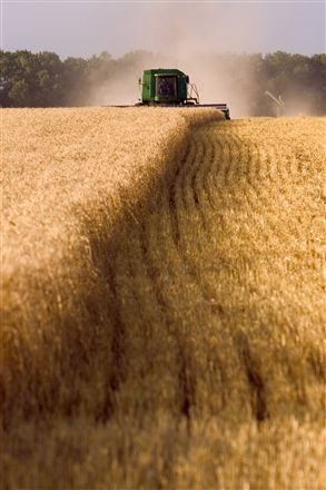 India sells a record 1.4 million tonnes of wheat in April as Black Sea supplies fall